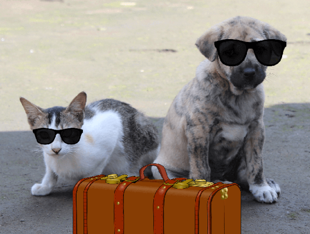 do-not-forget-five-important-things-for-pet-relocation-justboxit-rns